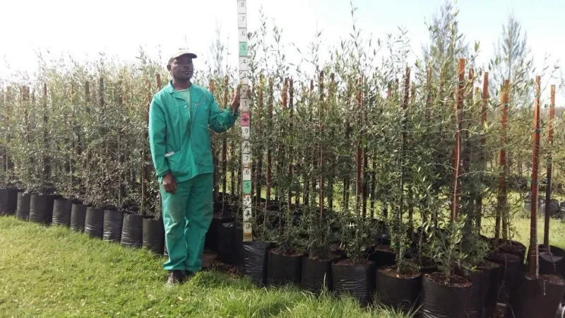 Olea Europaea Subsp. Africana / Wild Olive 20L