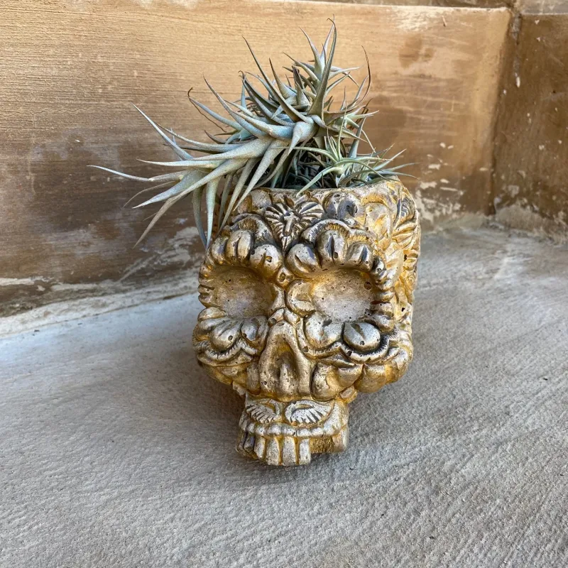 Sugar Skull Planter Antique Amber Finish -"Includes Air Plant" H130mm x W135mm - 3kg