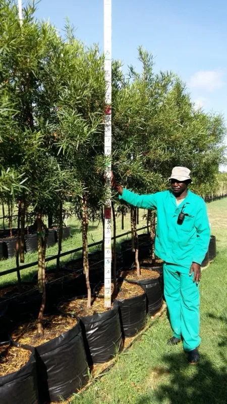 Searsia (Rhus) Lancea / Karee Tree 100L