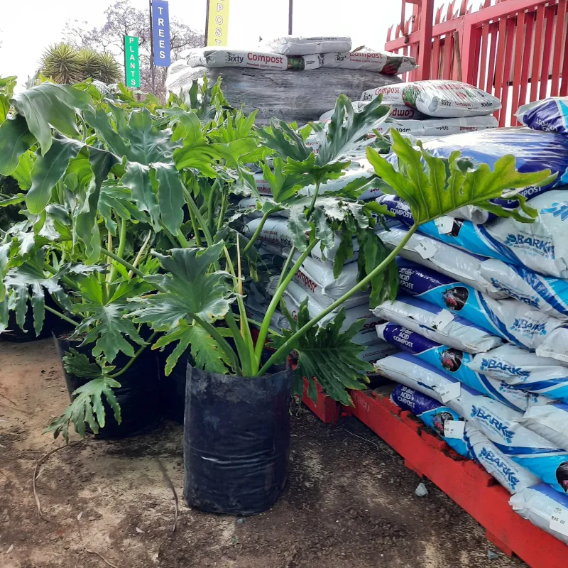 Philodendron Selloum 20 Liter