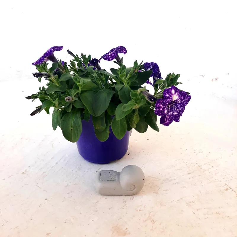 Twirl Pot Feet Cement Finish - L87mm x  W45mm - 
0.5kg