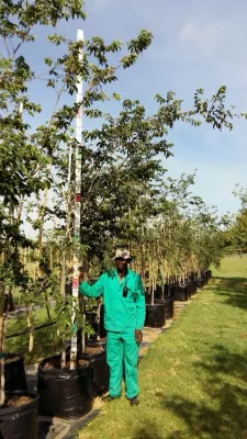 Celtis Africana / White Stinkwood 100L