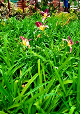 Hemerocallis "Day Lily" 4L - Landscaping