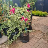 Bougainvillea Tropical Rainbow 20 L-STAKED