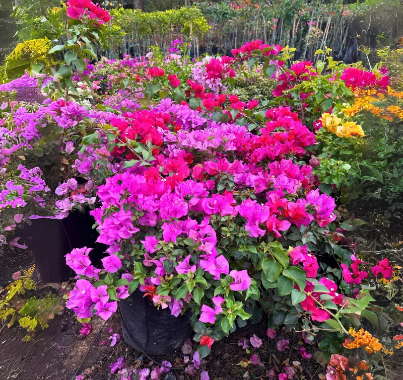 Bougainvillea Ball "Various Colours" 20Liter (NOT FLOWERING NOW FEB2026)
