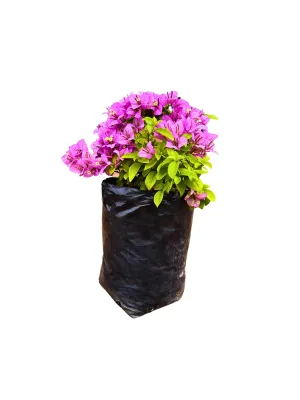 Bougainvillea Various Colours Ball 10 liter