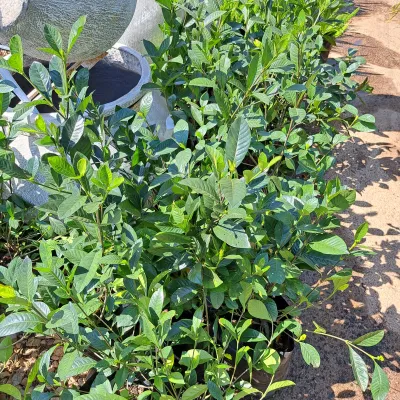 Gardenia Jasmonoides "Belmont" 10Liter Landscaping