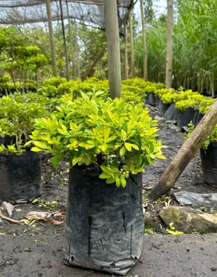 Duranta Erecta  Ball "Golden Duranta" 10Liter