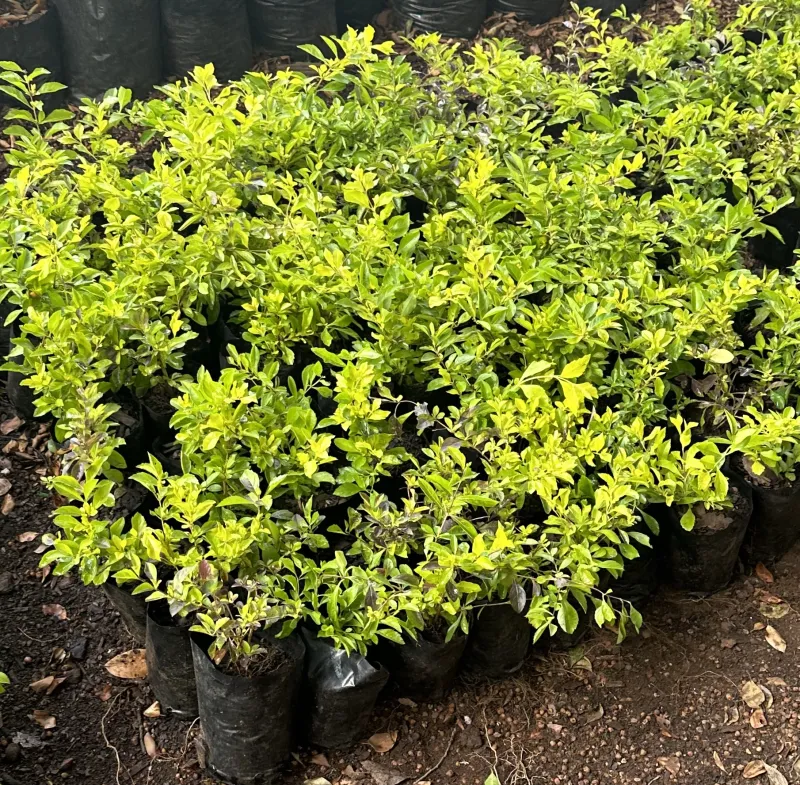 Duranta Erecta "Golden Duranta" 1Liter