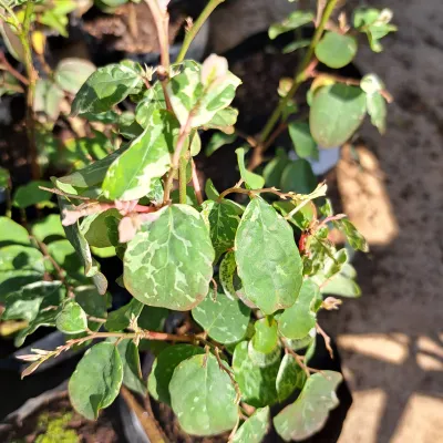Breynia Nivosa "White Ice Cream Bush" 2.5Liter