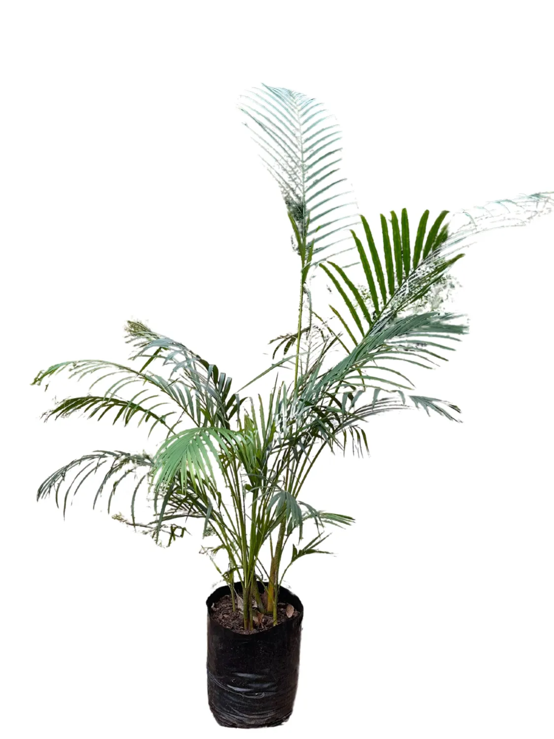 Bamboo Palm - Chrysalidocarpus Lutescens 25cm Pot