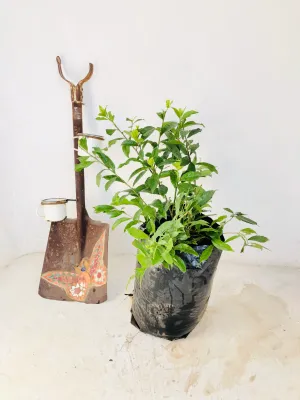 Brunsfelsia Floribunda "Yesterday Today &amp; Tomorrow" 20 liter