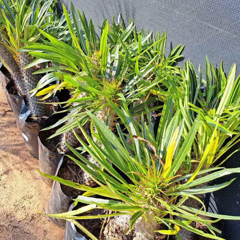Pachypodium Lamerei "Halfmens" 20Liter