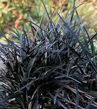 Ophiopogon Nigrescens "Black Dragon" 1 Liter