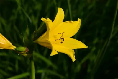 Hemerocallis Day Lillies 4L - Landscaping Single Dwarf 2.5 L