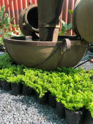 Cuphea Cocktail Gold "Cuphea Hyssopifolia Cultivar" 2.5L Landscaping