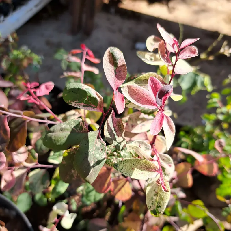 Breynia Nivosa "Pink Ice Cream Bush" 2.5Liter