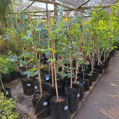 Eucalyptus Cinerea "Penny Gum" 20Liter