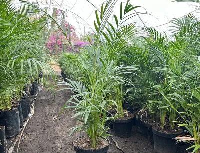 Bamboo Palm - Chrysalidocarpus Lutescens 30cm Pot