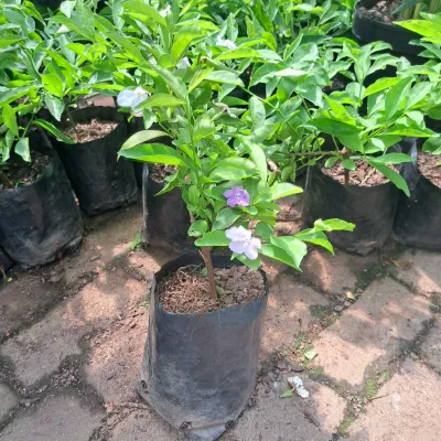 Brunsfelsia Floribunda "Yesterday Today and Tomorrow" 2.5Liter
