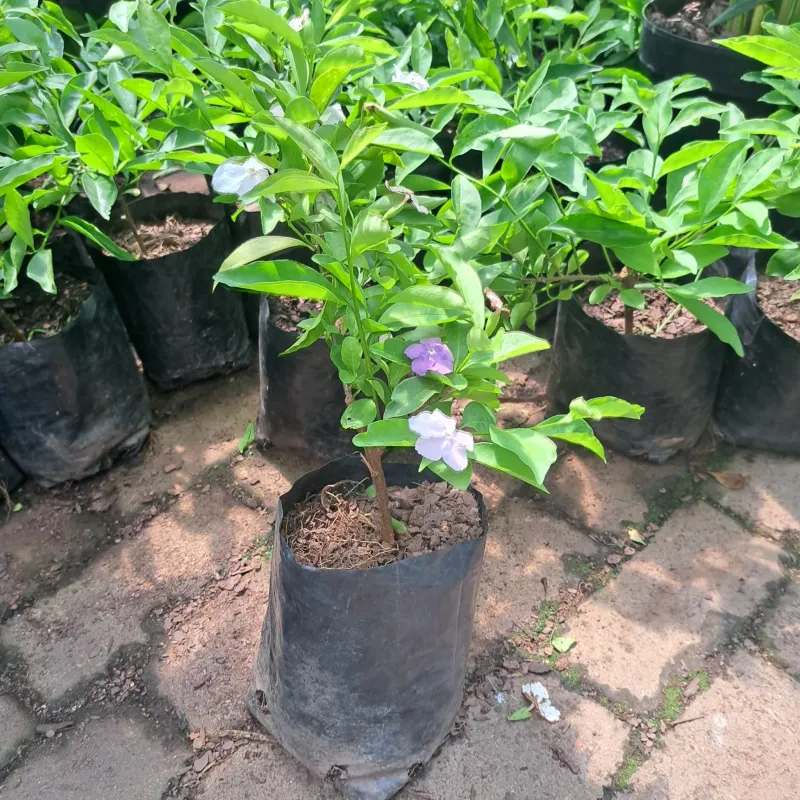 Brunsfelsia Floribunda "Yesterday Today and Tomorrow" 2.5Liter