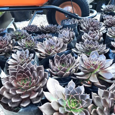 Echeveria "Black Prince"  2.5Liter