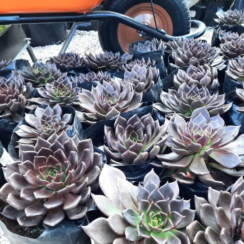 Echeveria "Black Prince"  2.5Liter