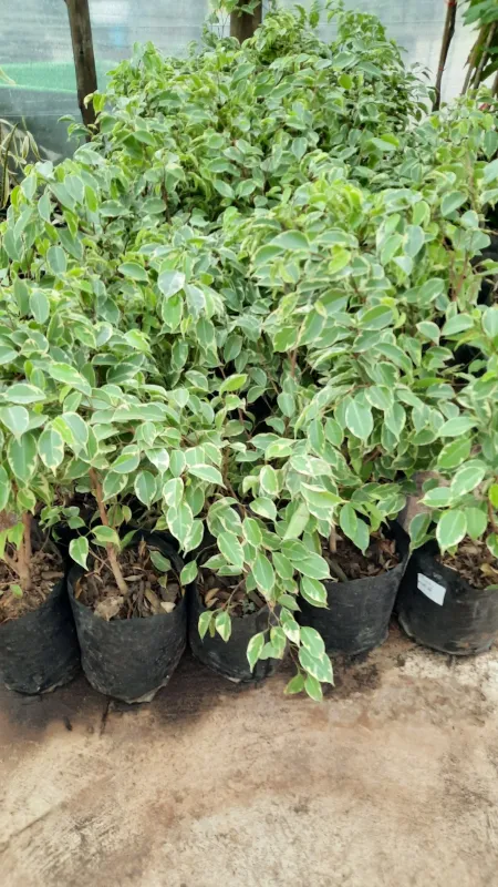 Ficus Benjamina "Golden King Fig" 10Liter