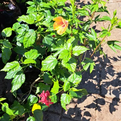Hibiscus Rosa Sinensis "Tropical Hibiscus" Mixed Colours 10Liter