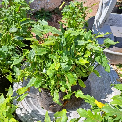 Philodendron Xanadu 10L