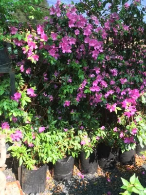 Azalea Grandiflora Magenta 20 liter