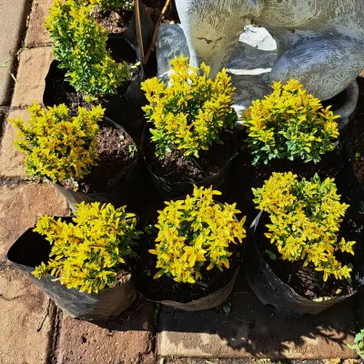 Euonymus Japonicus "Microphyllus Gold" 2Liter