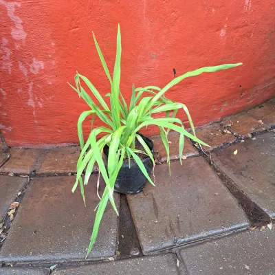 Hemerocallis Day Lily Mixed Colours 2L