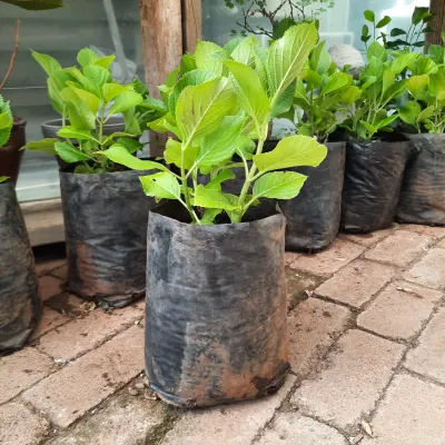Hydrangea Macrophylla "Christmas Roses" 10Liter