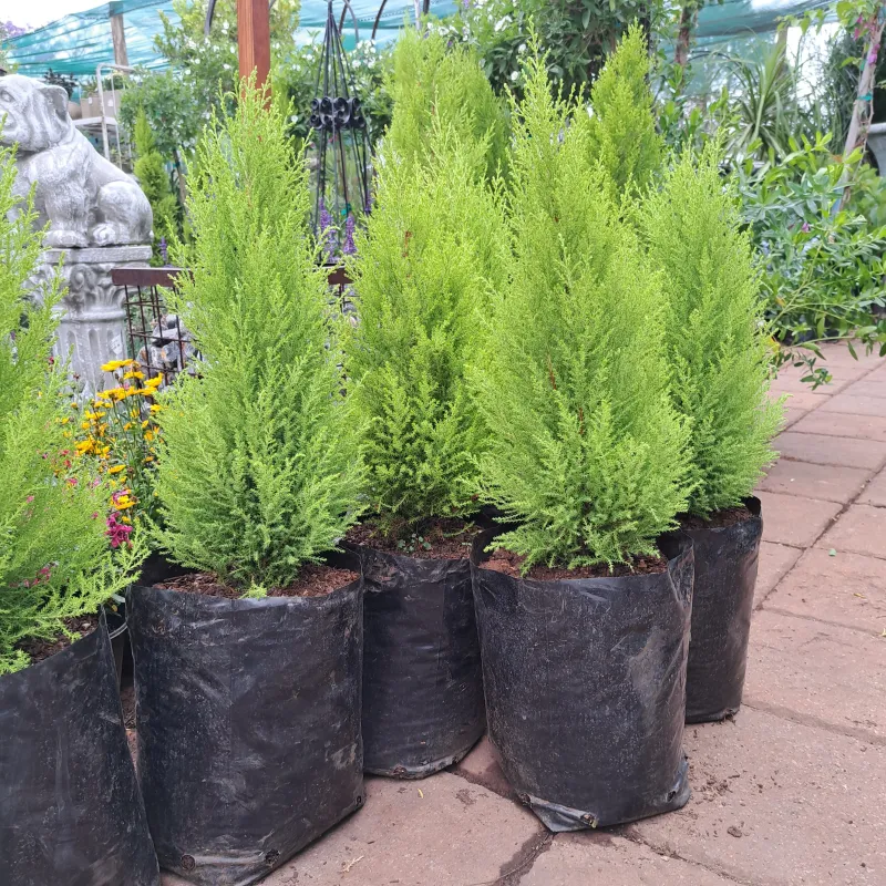 Cupressus Macrocarpa &#39;Wilma&#39; 10 liters