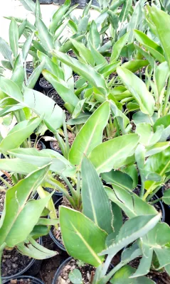 Strelitzia Reginae "Bird Of Paradise" 17cmPot