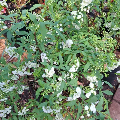 Spirea Cantonensis Flora Plena "May Flower" 10Liter