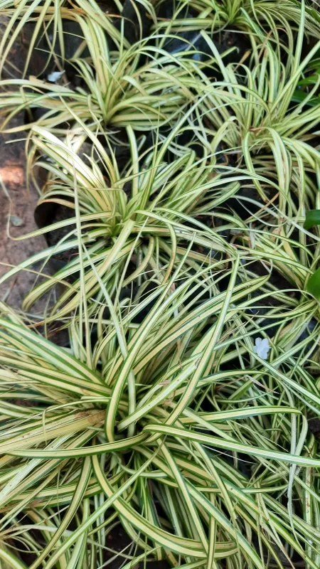 Carex Evergold "Variegated Sage" 2L