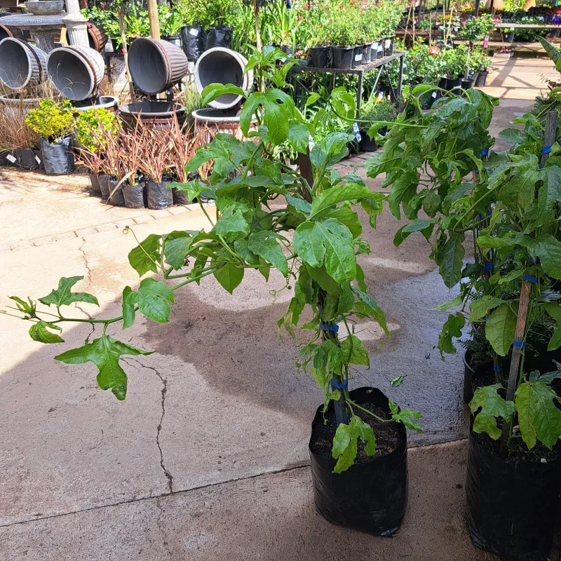 Granadilla 10L