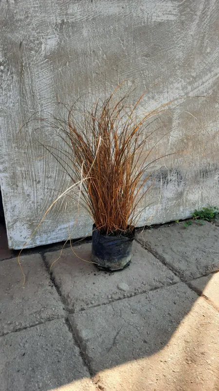 Carex Brownie "Brown Sedge" Tall 2L