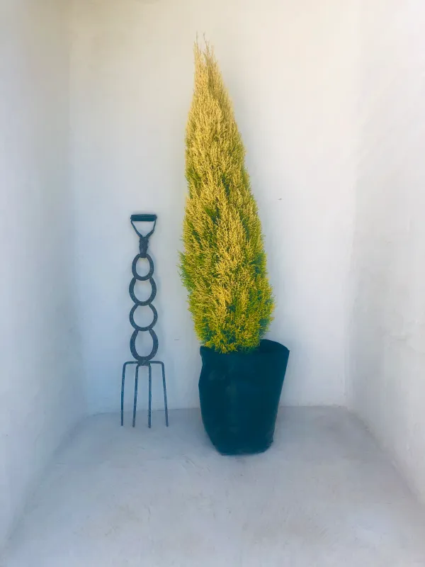 Cupressus macrocarpa "Wilma Cypress" 40Liters