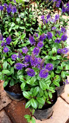 Hebe Amy "Shrubby Veronica" 2.5Liter