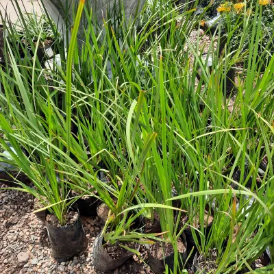 Dietes Bicolor "Fortnight Lily" 1Liter Landscaping
