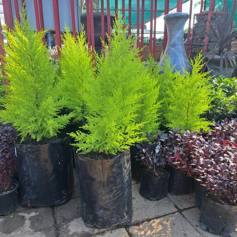 Cupressus Macrocarpa "Gold Rider" 20Liter