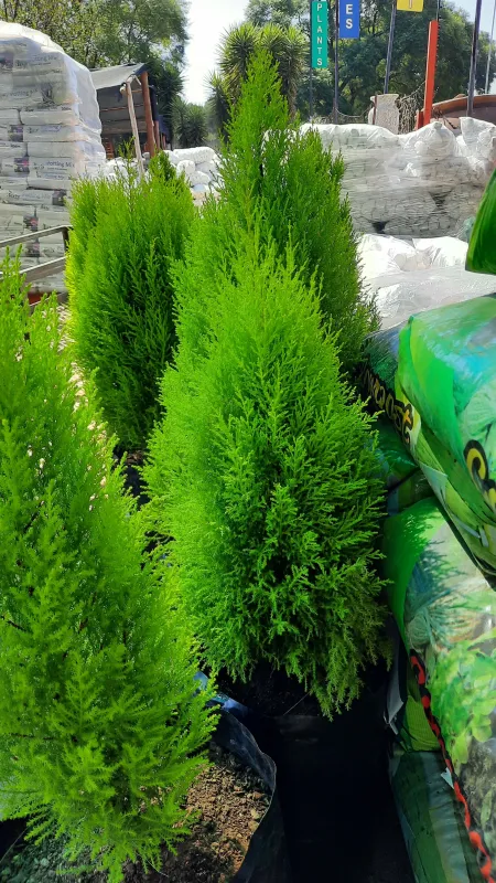 Cupressus Macrocarpa "Wilma Cypress" 20Liters