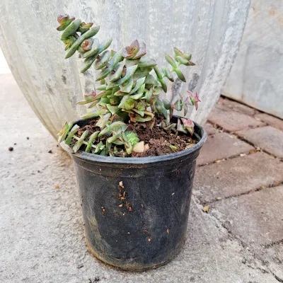 Crassula Perforata "String Of Buttons" 15cmPot