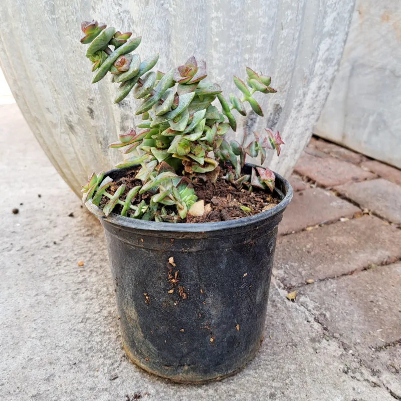 Crassula Perforata "String Of Buttons" 15cmPot
