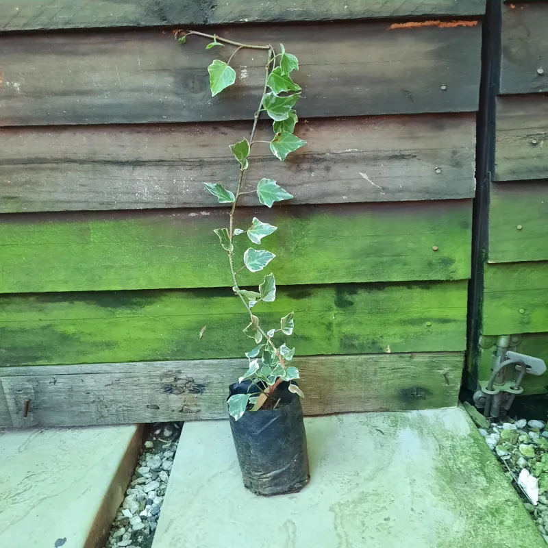 Hedera Helix  "Variegated Creeper Ivy" 1Liter