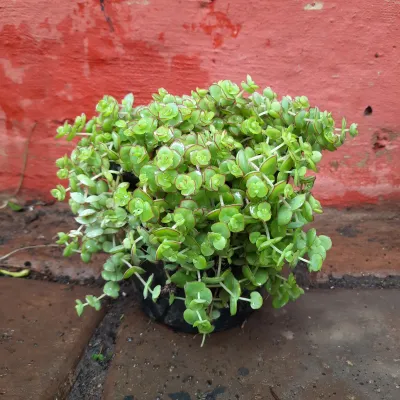 Crassula Pellucida "Calico Kitten" 14cmPot