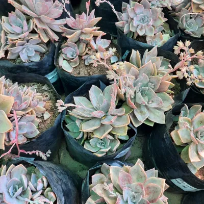 Graptoveria "Debbie Succulent" 4Liter